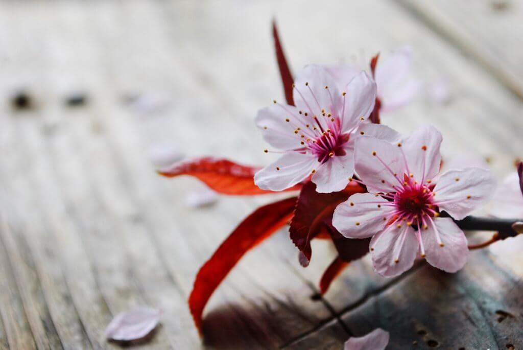 たった1分英語学習 桜を見る会 を英語で言うと 外資系サラリーマンの英語blog